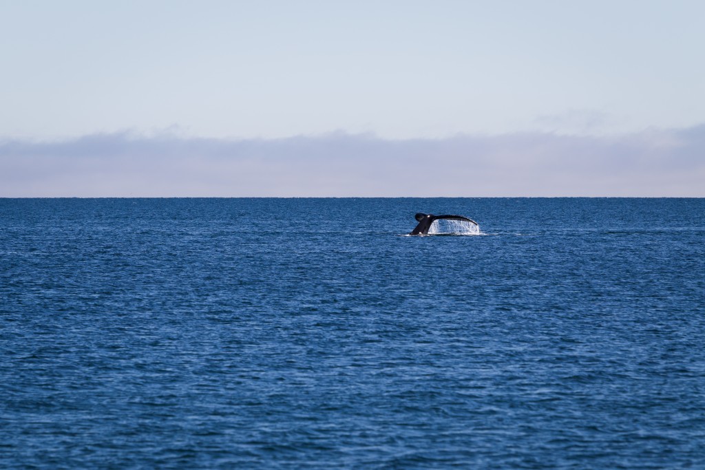 _MG_3411_TeppoTirkkonen