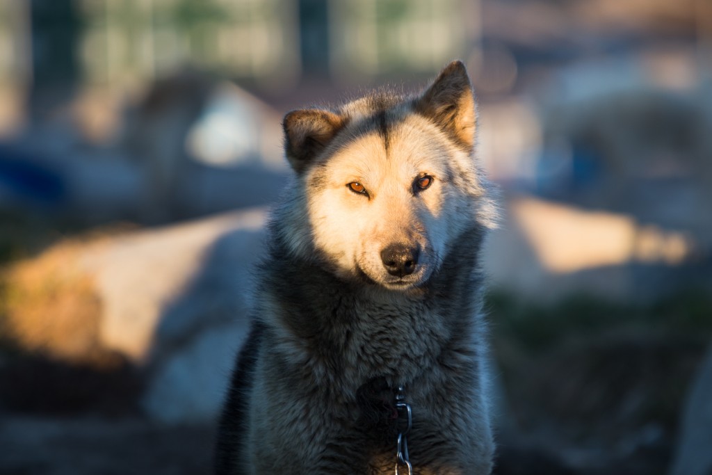 _MG_8658_TeppoTirkkonen